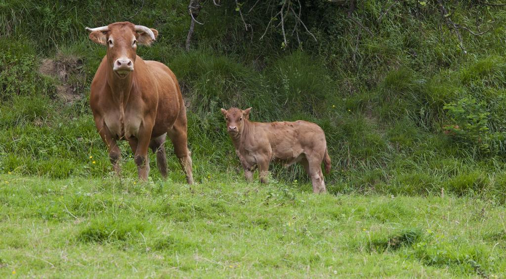 Agroturismo Ibarre Anzuola Esterno foto